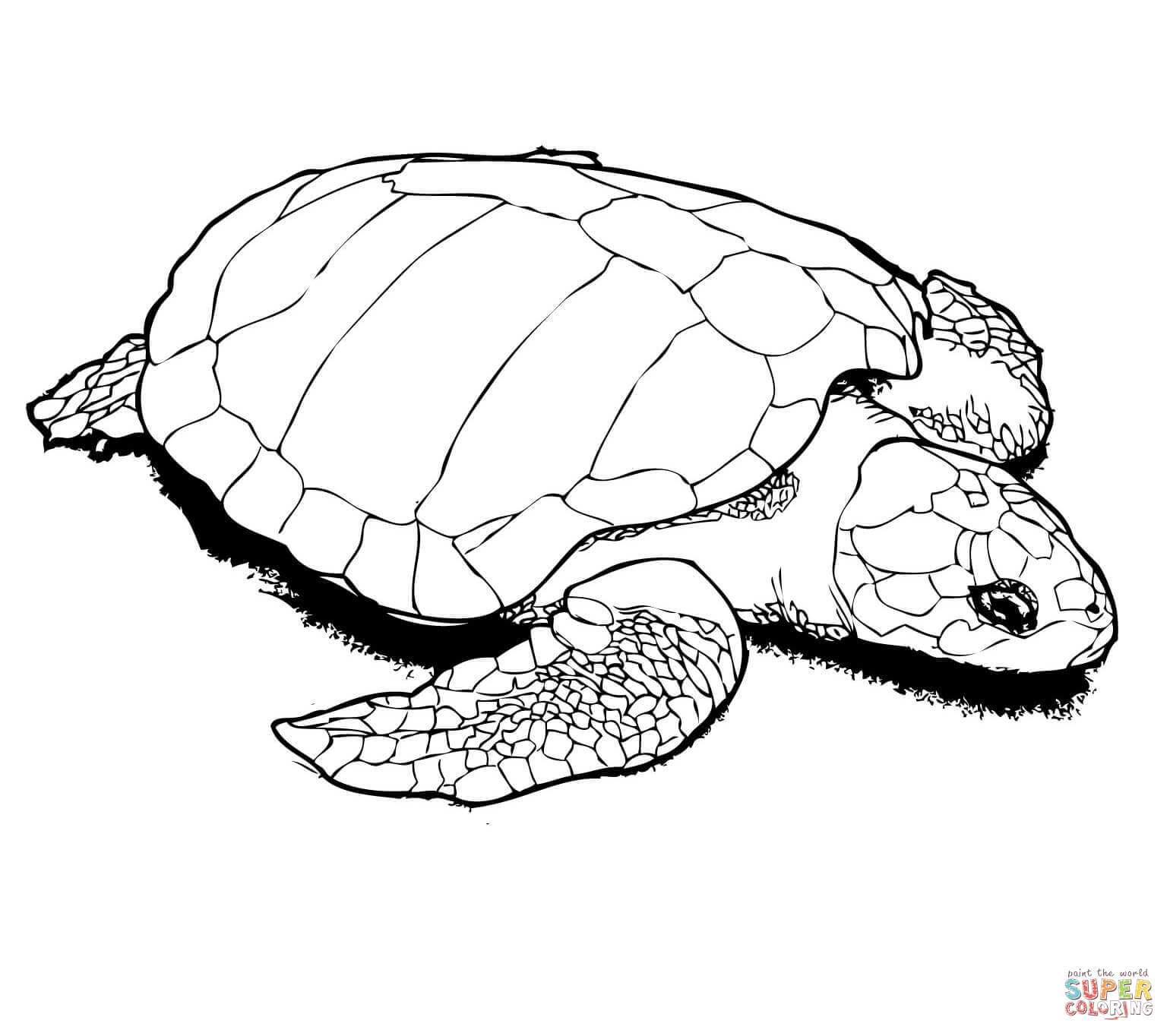 Sea Turtle coloring #7, Download drawings