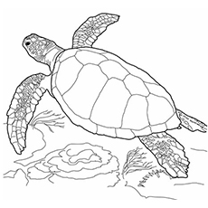 Sea Turtle coloring #14, Download drawings