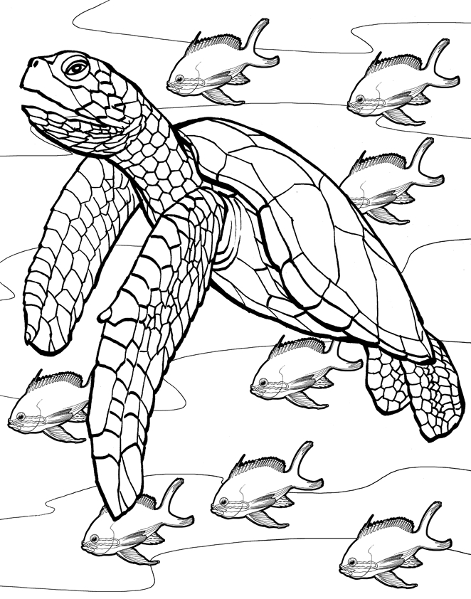 Sea Turtle coloring #6, Download drawings