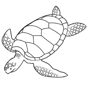 Sea Turtle coloring #15, Download drawings