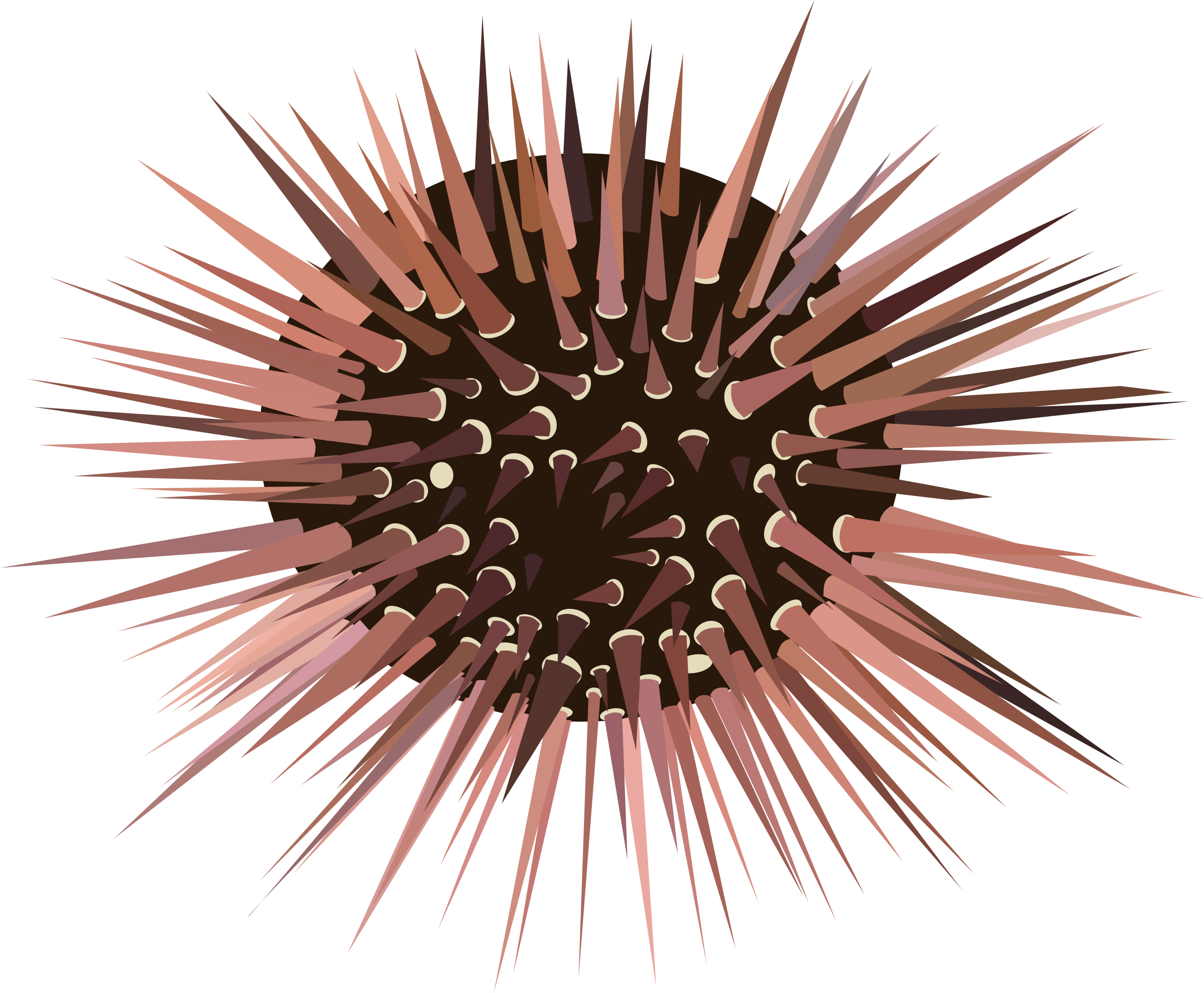 Sea Urchin clipart #6, Download drawings
