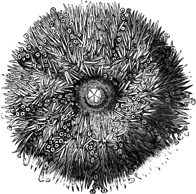 Sea Urchin clipart #4, Download drawings