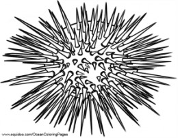 Sea Urchin coloring #2, Download drawings