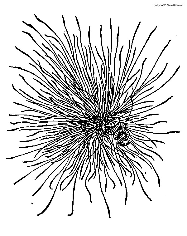 Sea Urchin coloring #9, Download drawings