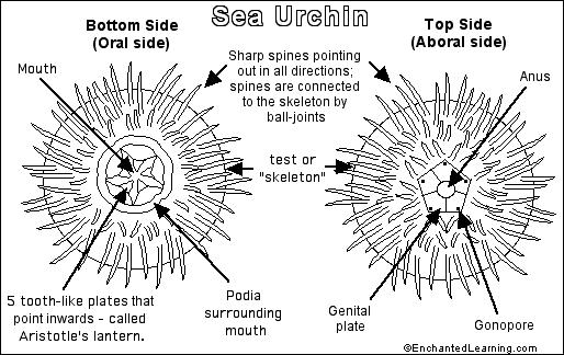 Sea Urchin coloring #6, Download drawings