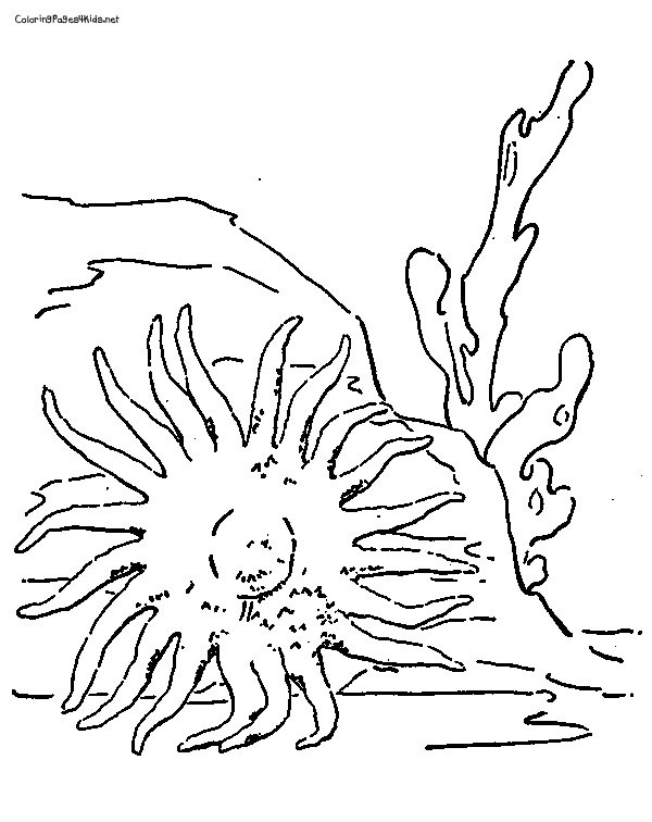 Sea Urchin coloring #7, Download drawings