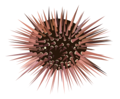 Sea Urchin coloring #10, Download drawings