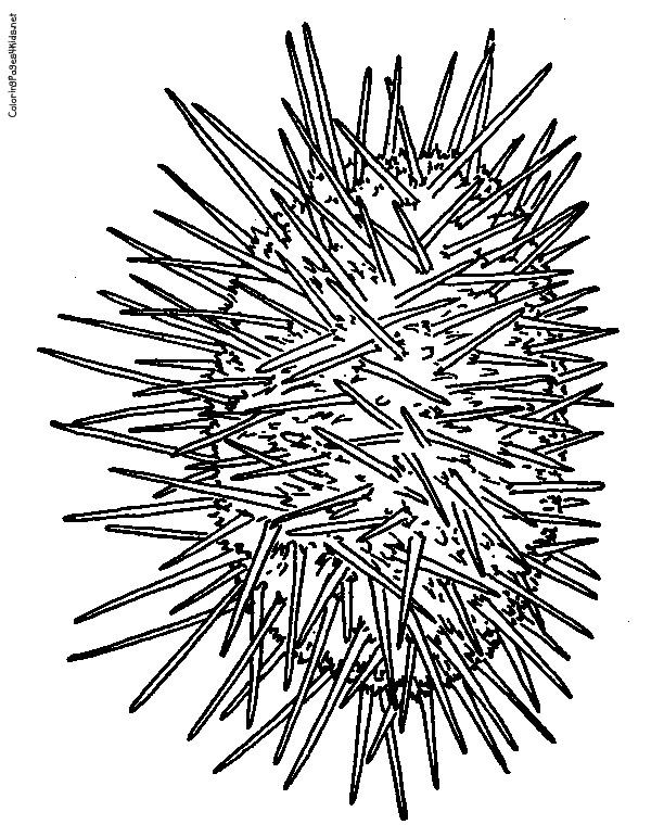 Sea Urchin coloring #13, Download drawings