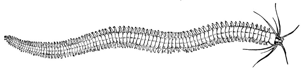 Sea Worm clipart #18, Download drawings