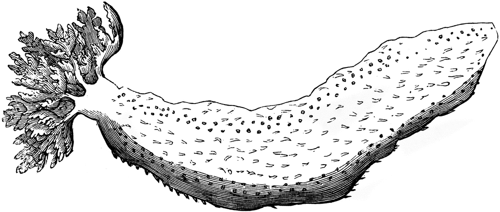 Sea Worm clipart #8, Download drawings