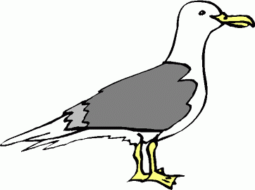 Seagull clipart #13, Download drawings
