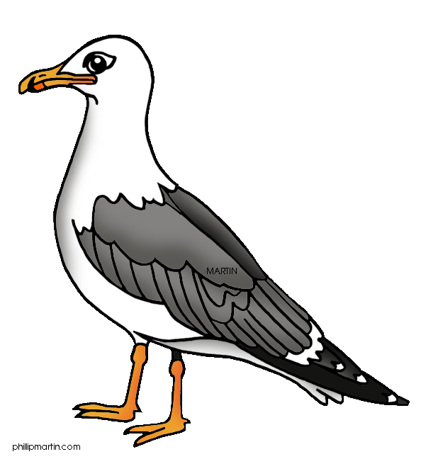 Seagull clipart #17, Download drawings