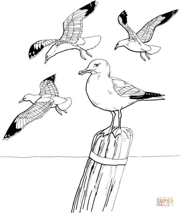 Seagull coloring #7, Download drawings