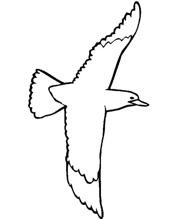 Seagull coloring #13, Download drawings