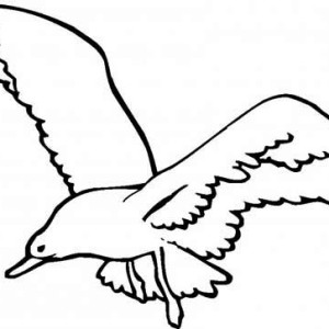 Seagull coloring #12, Download drawings