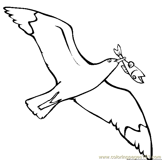 Seagull coloring #9, Download drawings
