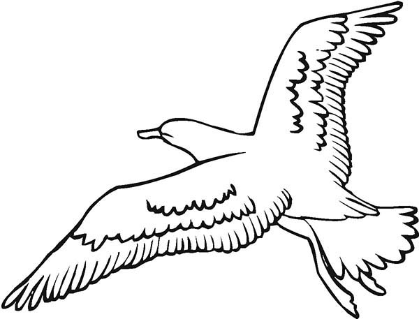 Seagull coloring #6, Download drawings