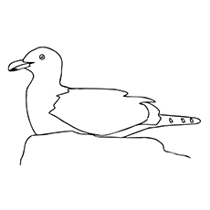Seagull coloring #11, Download drawings