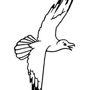 Seagull coloring #8, Download drawings