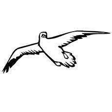 Seagull coloring #3, Download drawings