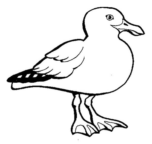 Seagull coloring #2, Download drawings