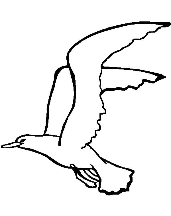 Seagull coloring #1, Download drawings