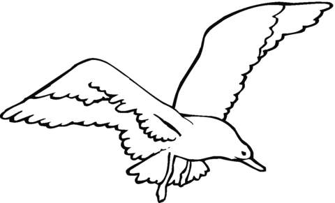 Seagull coloring #5, Download drawings