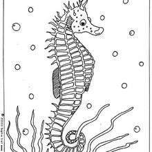 Seahorse coloring #10, Download drawings