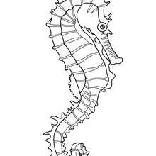 Seahorse coloring #9, Download drawings
