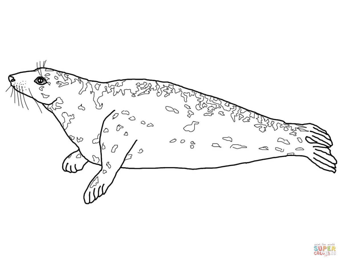 Seal coloring #10, Download drawings