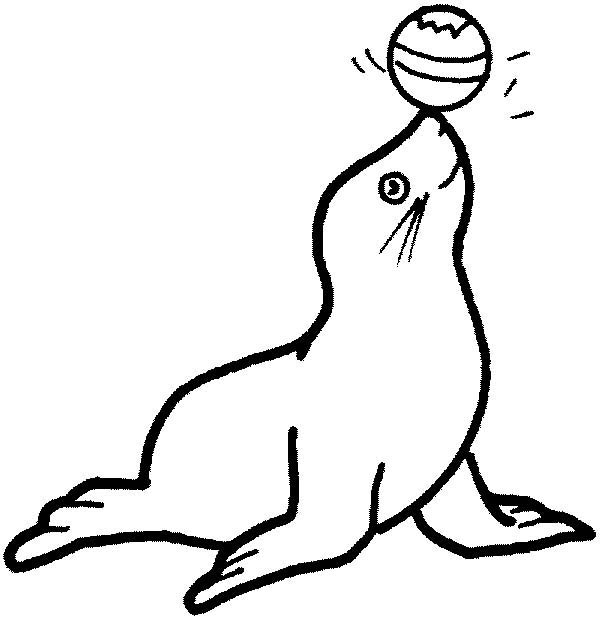 Seal coloring #14, Download drawings