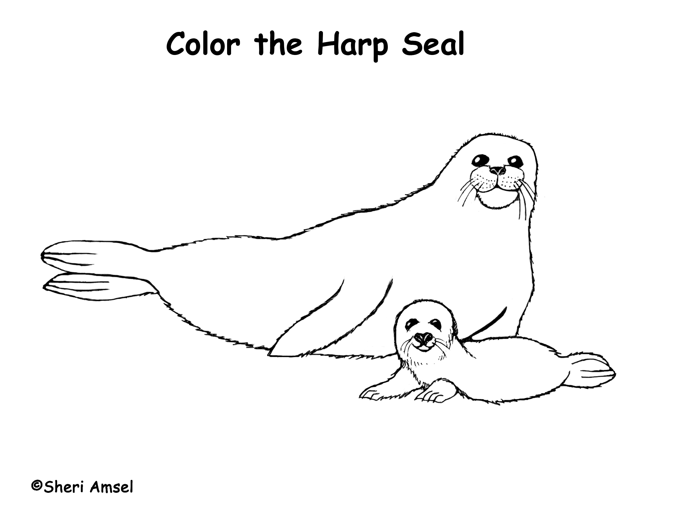 Seal coloring #13, Download drawings