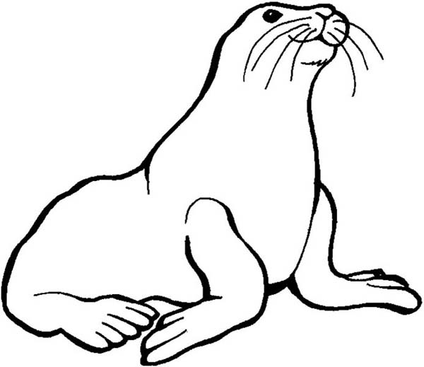 Seal coloring #8, Download drawings