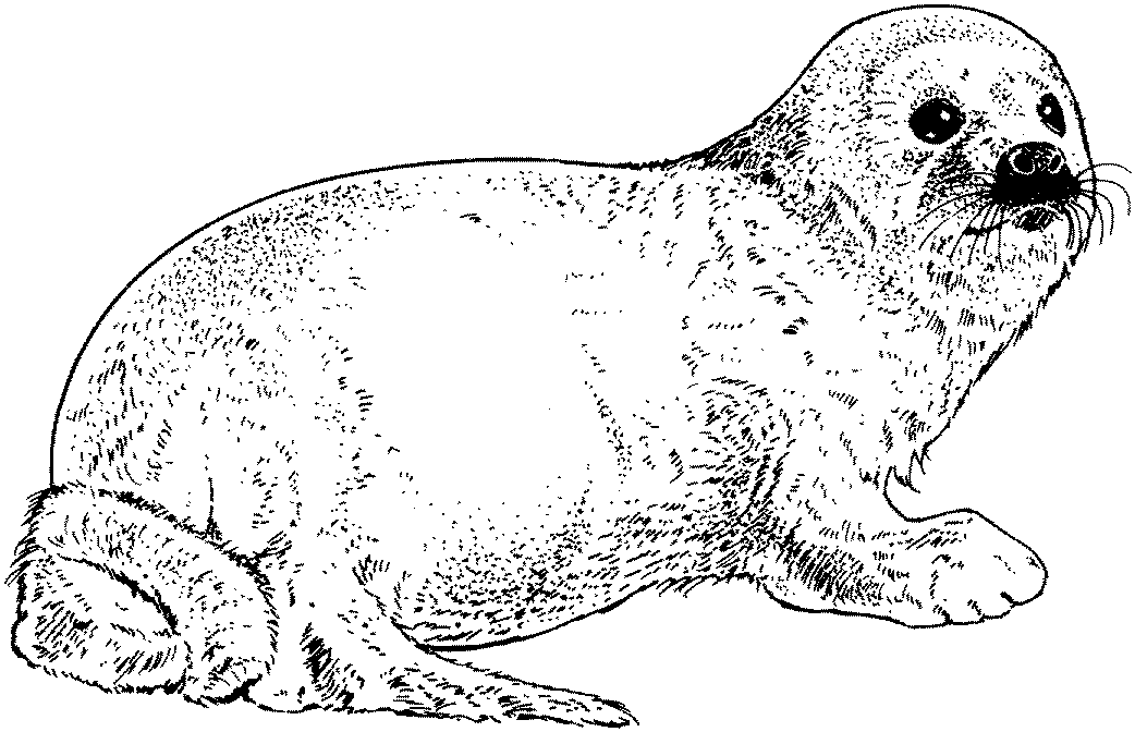 Seal coloring #11, Download drawings