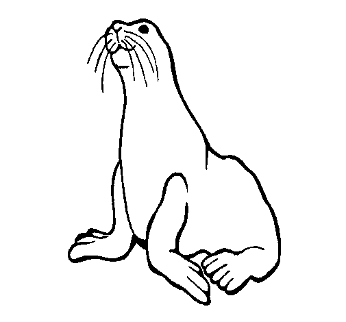 Seal coloring #5, Download drawings