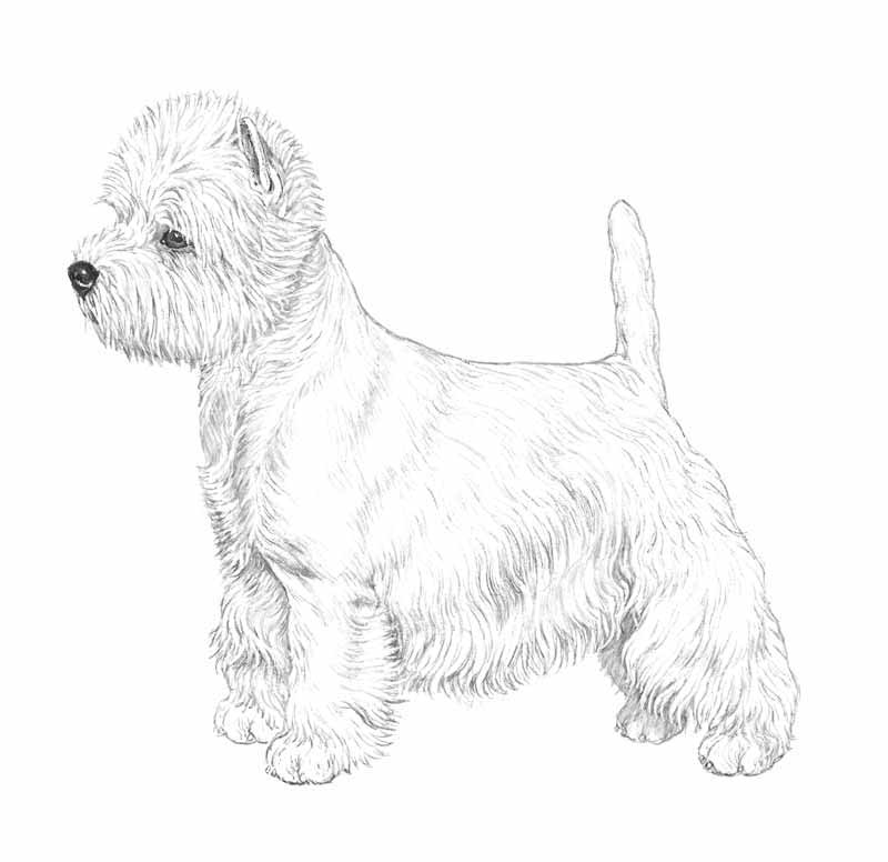 Sealyham Terrier coloring #6, Download drawings