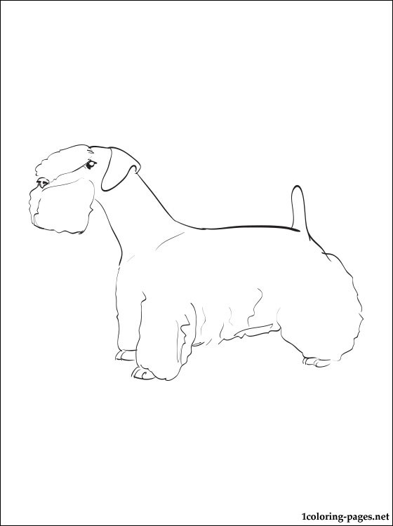 Sealyham Terrier coloring #13, Download drawings
