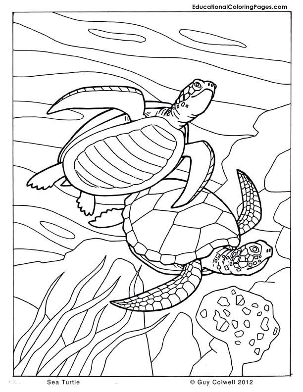 Seashore coloring #8, Download drawings