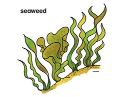 Seaweed clipart #10, Download drawings