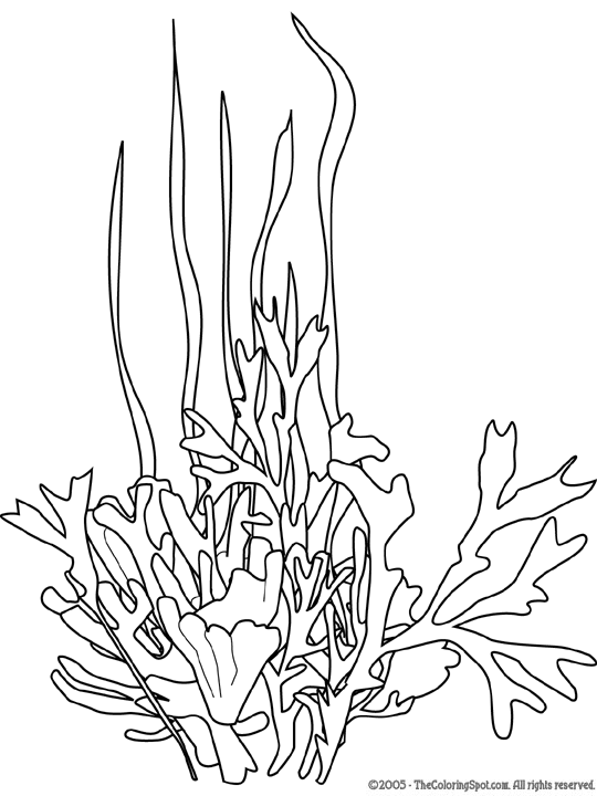 Seaweed coloring #6, Download drawings