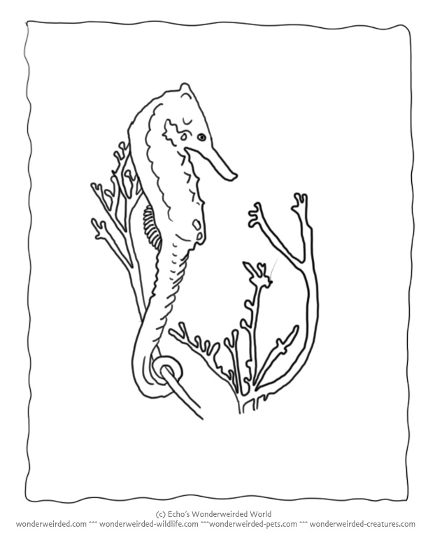 Seaweed coloring #4, Download drawings