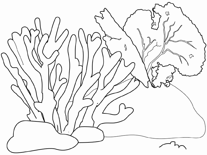 Seaweed coloring #12, Download drawings