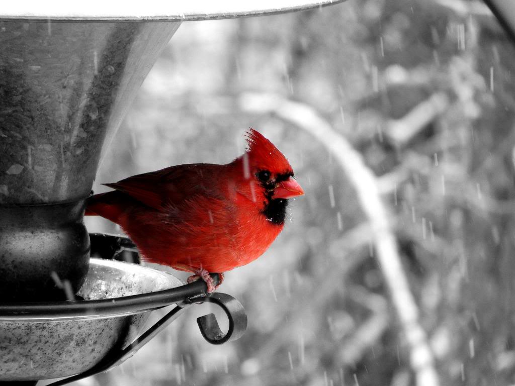 Selective Color coloring #6, Download drawings
