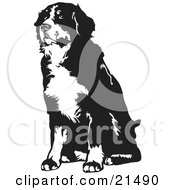Sennenhund clipart #10, Download drawings