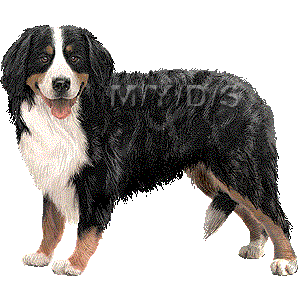 Sennenhund clipart #5, Download drawings