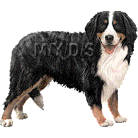 Sennenhund clipart #14, Download drawings