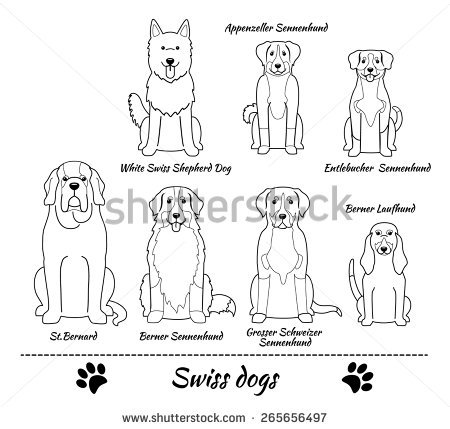 Sennenhund coloring #7, Download drawings