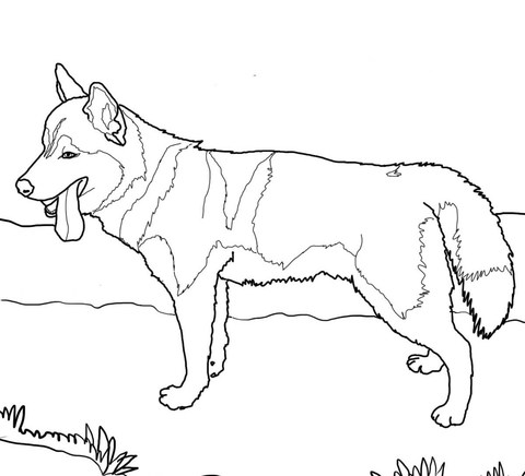 Sennenhund coloring #20, Download drawings