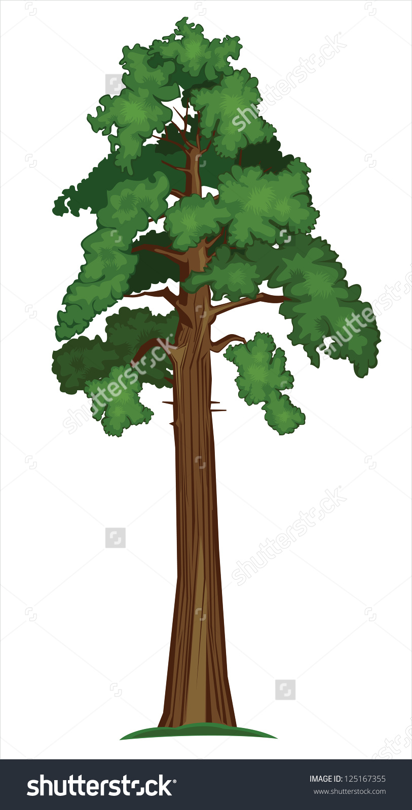 Sequoia clipart #20, Download drawings