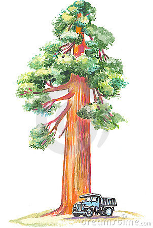 Sequoia clipart #18, Download drawings